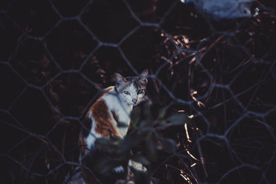Portrait of cat seen through chainlink fence at night