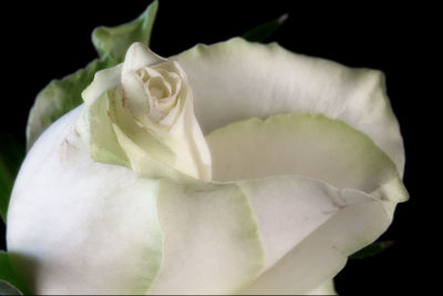 Close-up of rose blooming against black background