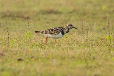 Bird perching on a field