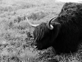 Highland cow in a field