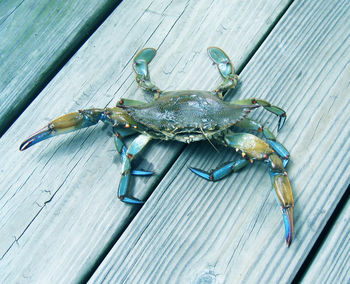 High angle view of crab on wooden table