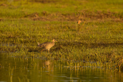 Duck in a lake