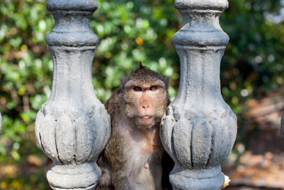 Close-up of monkey statue