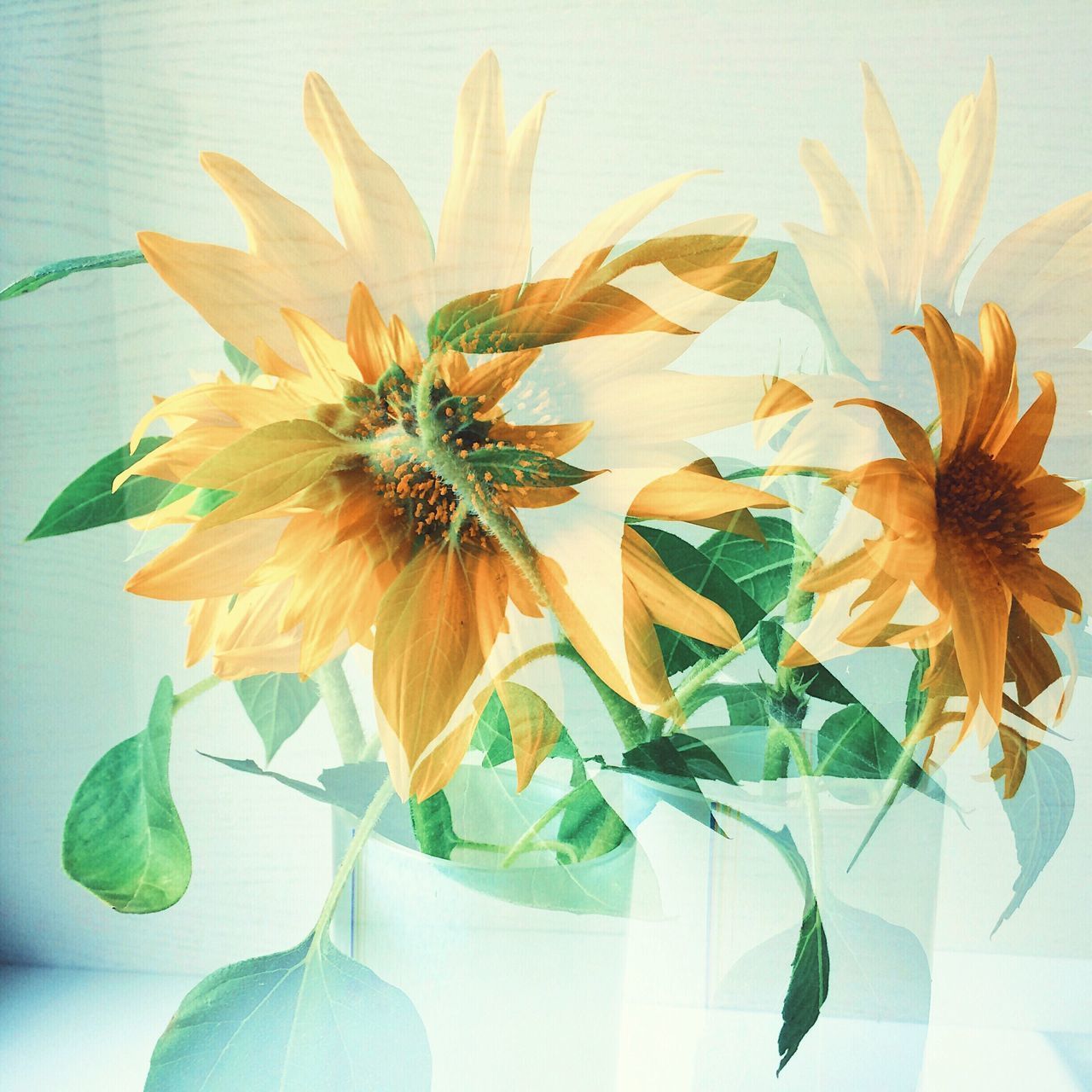 CLOSE-UP OF SUNFLOWERS BLOOMING IN VASE