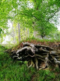 Low angle view of trees in forest