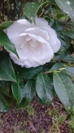 Close-up of white flower blooming outdoors