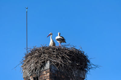 Low angle view of birds in nest against clear blue sky