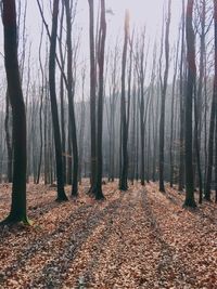 Bare trees in forest during autumn