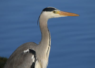 Close-up of a bird