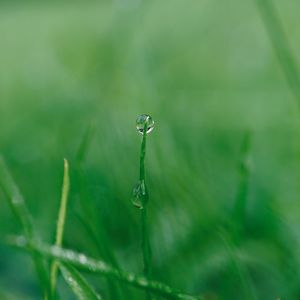 Close-up of water drops on plant