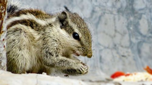 Close-up of squirrel eating food