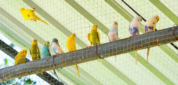 Birds perching against ceiling