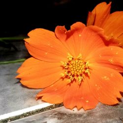 Close-up of orange hibiscus blooming outdoors