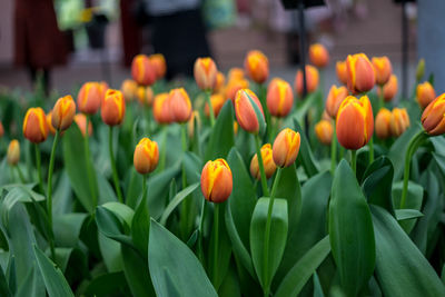 Close-up of orange tulips