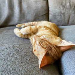 High angle view of cat sleeping on sofa