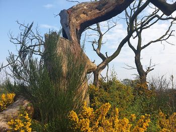 Scenic view of flowering plants by trees against sky