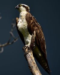 Close-up of eagle perching on branch