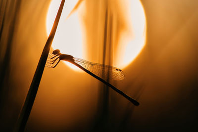 Close-up of silhouette dragonfly against orange sky