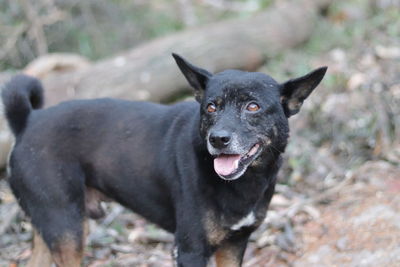 Portrait of black dog on field