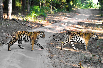 Zebras in a zoo