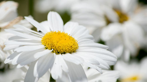 Close-up of white flower blooming outdoors
