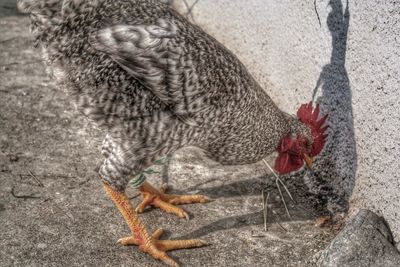 Close-up of chicken