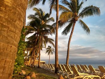 Palm trees on beach against sky