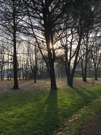 Trees on field in forest