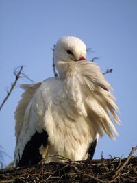 Low angle view of white bird against clear blue sky