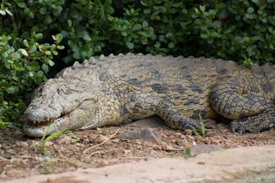 Lizard on stone wall