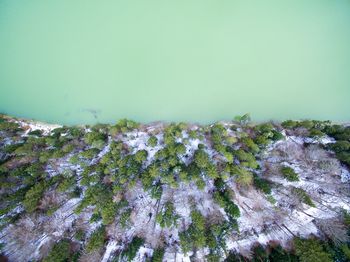 Aerial view of trees by lake