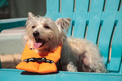 Close-up of dog sitting by swimming pool