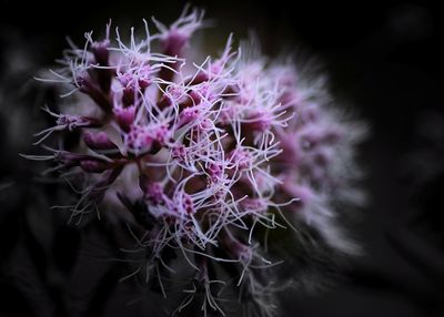 Close-up of purple flowers