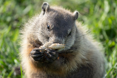 Close-up of a ground hog eating a nut on a sunny day at the park