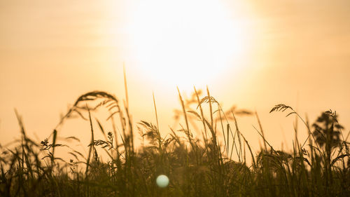 Close-up of stalks in field against sunset sky