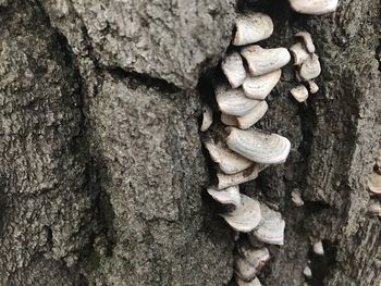 Close-up of tree trunk