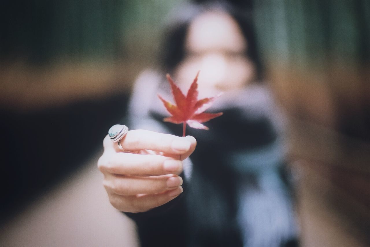 freshness, focus on foreground, close-up, person, flower, selective focus, holding, indoors, petal, food and drink, fragility, food, part of, human finger, day, cropped, rose - flower