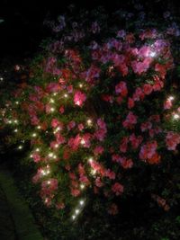 View of trees at night