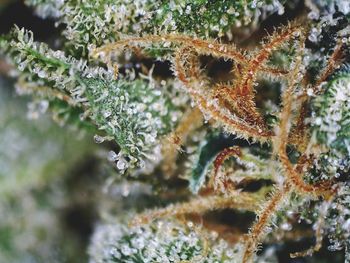 Close-up of frozen plants