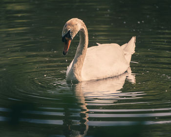 Swans swimming in lake