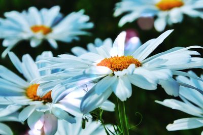 Close-up of white daisy blooming outdoors