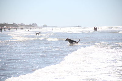 Dog playing with his owner on the beach, in the water.