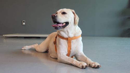 Portrait of dog sitting on table