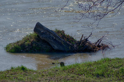 Abandoned tree by sea
