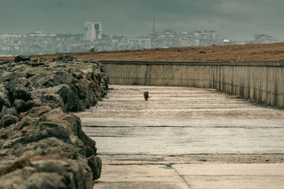 Street cat on concrete paving, burgas skyline visible in the distance