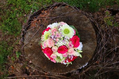 High angle view of pink rose plant