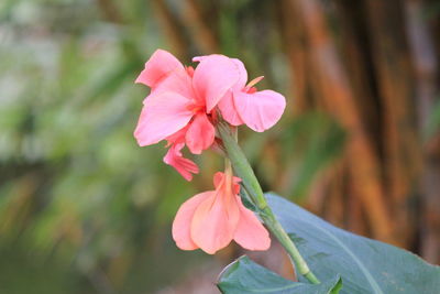 Close-up of pink flower blooming outdoors