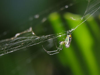 Close-up of spider on web