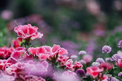 Close-up of pink flowers blooming outdoors