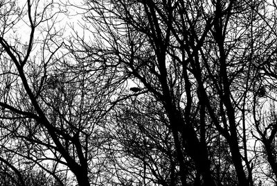 Low angle view of bare tree against sky